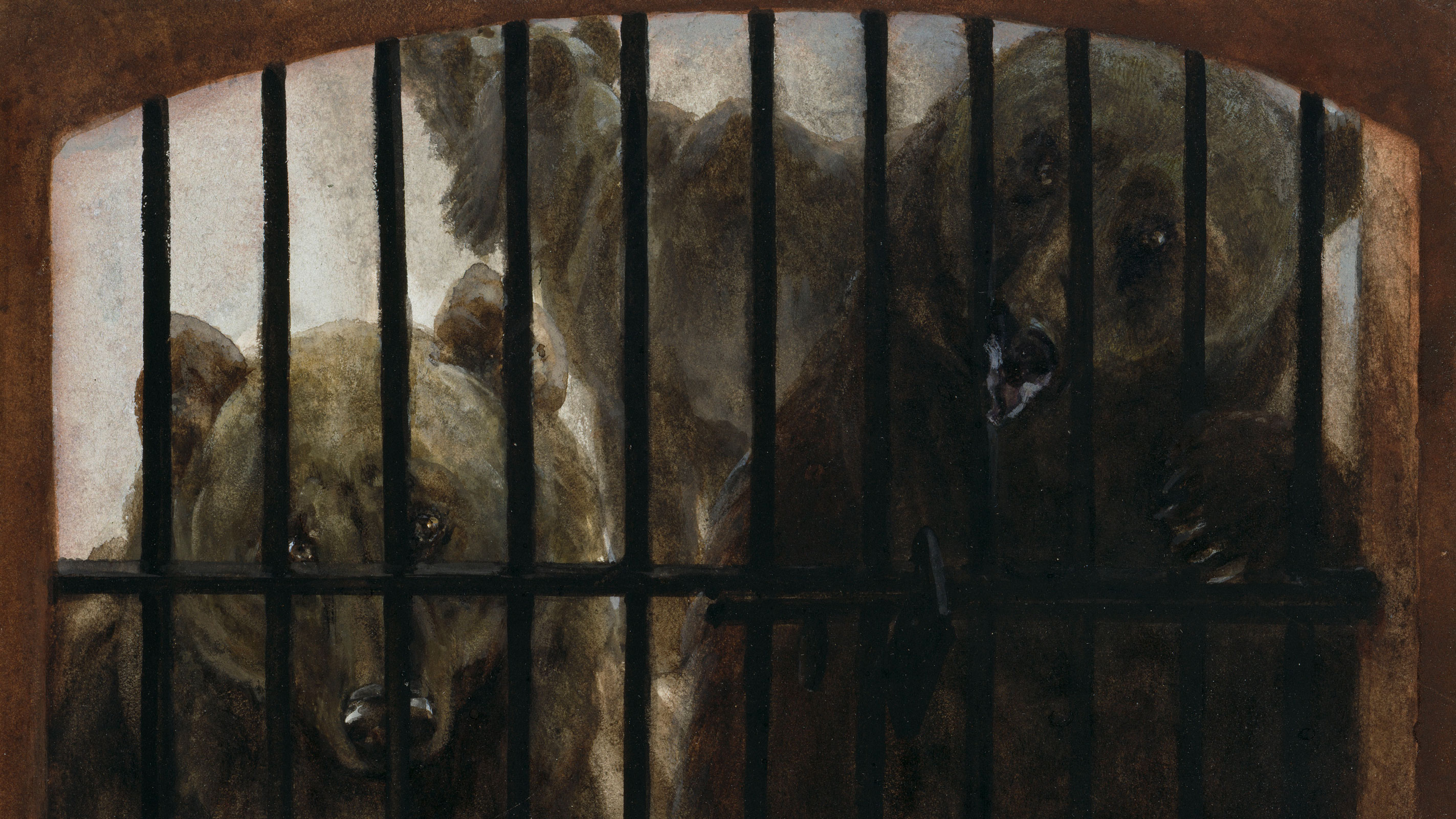 Zwei Braunbären stehen hinter den schwarzen Metallstäben eines Käfigs und schauen mit düsterer Miene heraus. Die Szene vermittelt ein Gefühl von Gefangenschaft und Beengtheit.