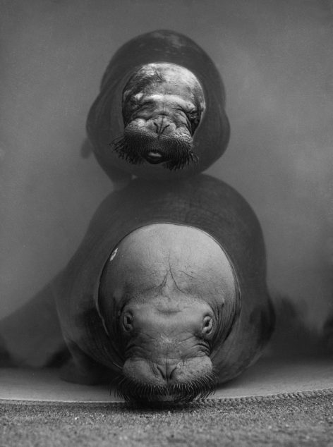 A black and white photo of two walruses underwater, one positioned directly behind the other. Both face the camera, showing their whiskered snouts and rounded bodies in a calm, close composition.