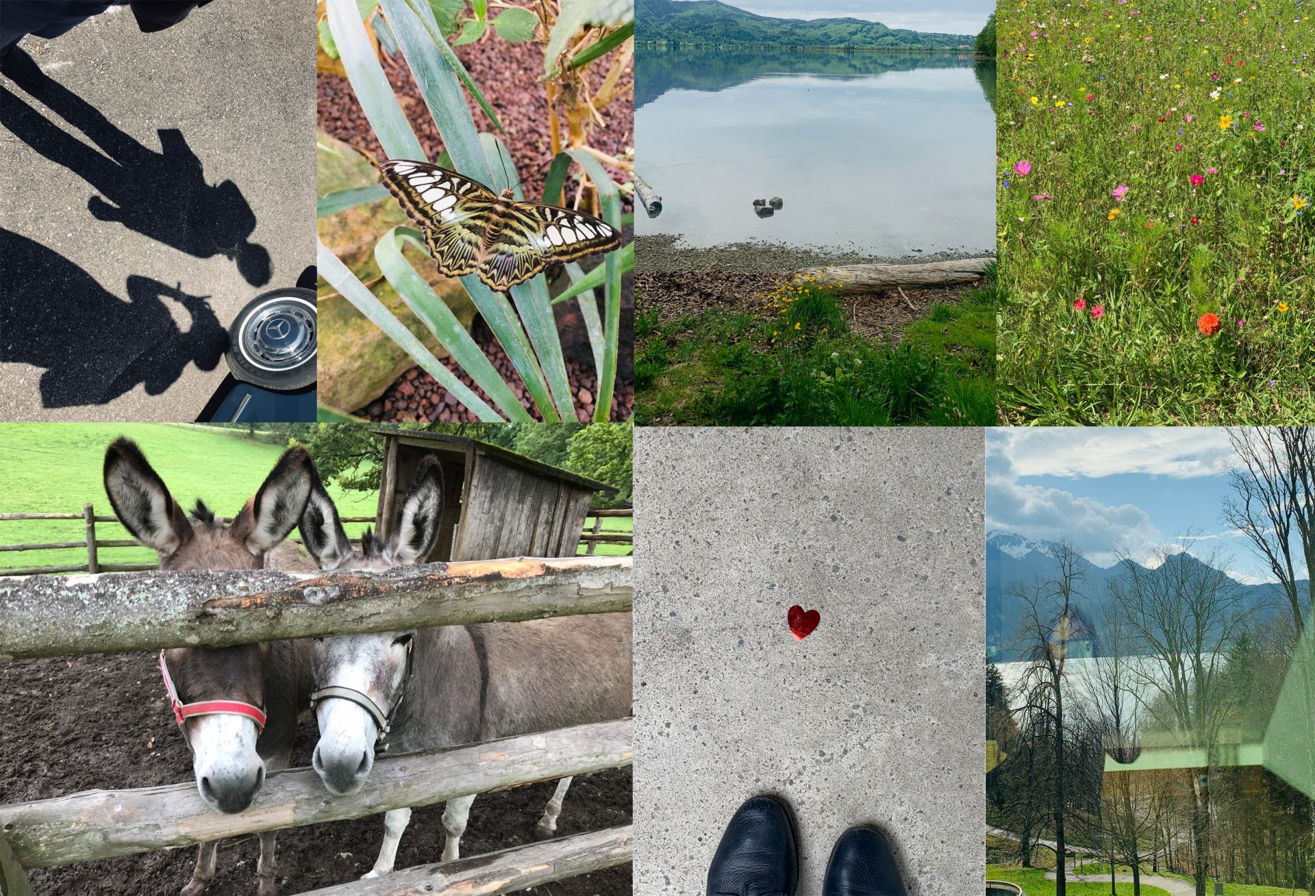 Collage aus sechs Fotos: Schatten auf dem Bürgersteig, Schmetterling auf einer Pflanze, ruhiger See, Wildblumenwiese, zwei Esel hinter einem Zaun, roter Herzaufkleber auf dem Boden und malerische Aussicht mit Bergen und Bäumen.