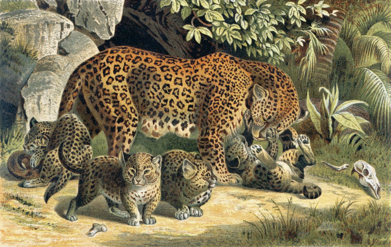 Ein Jaguar mit vier verspielten Jungtieren befindet sich auf einer Waldlichtung, umgeben von Felsen und üppigen Pflanzen. Ein Junges rollt sich auf dem Rücken, während die anderen stehen oder laufen. Tierknochen und ein Schädel liegen in der Nähe auf dem Boden.
