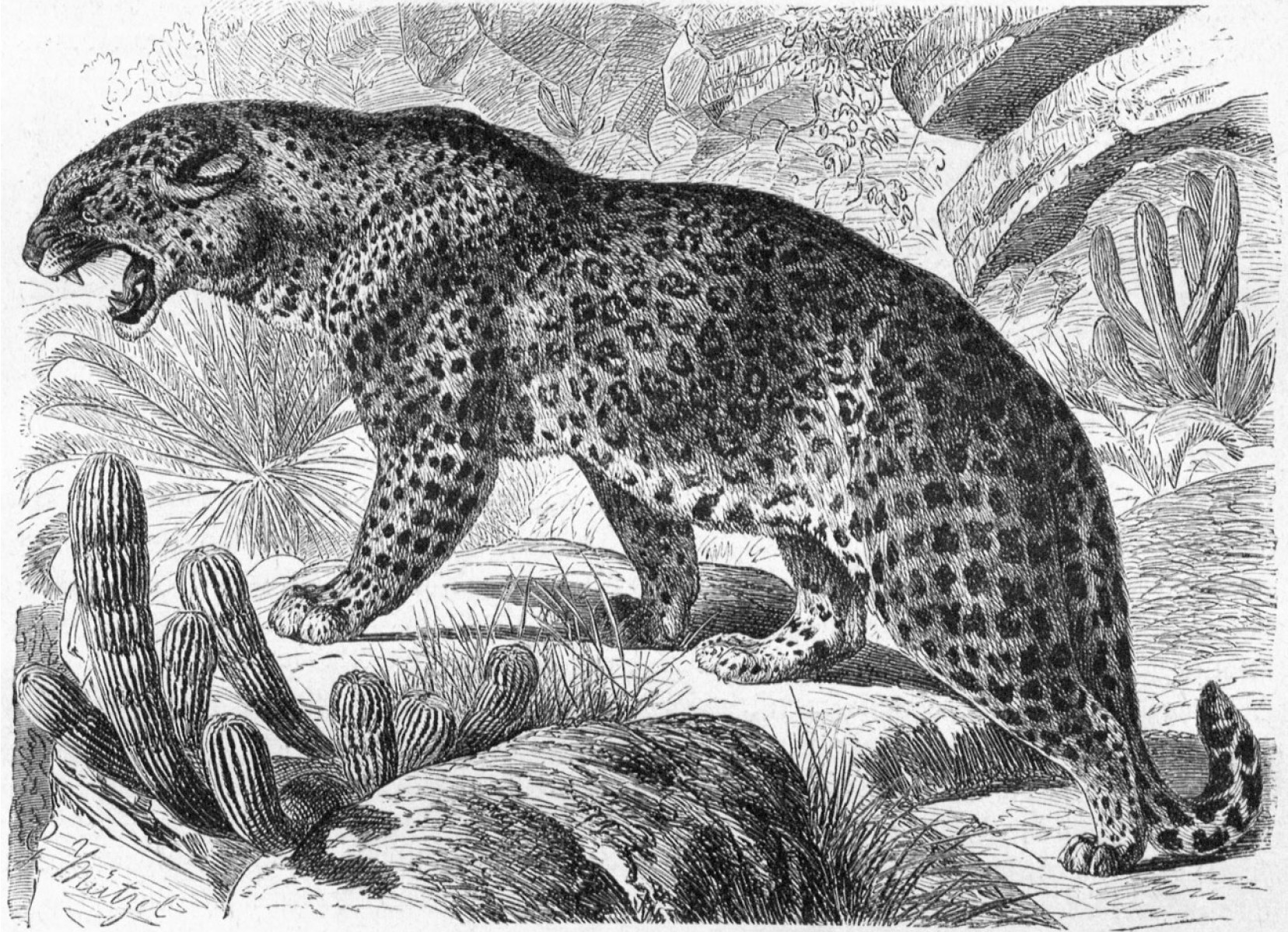 Eine Schwarz-Weiß-Illustration eines knurrenden, gefleckten Jaguars, der durch eine felsige, wüstenartige Landschaft mit Kakteen und spärlicher Vegetation läuft.