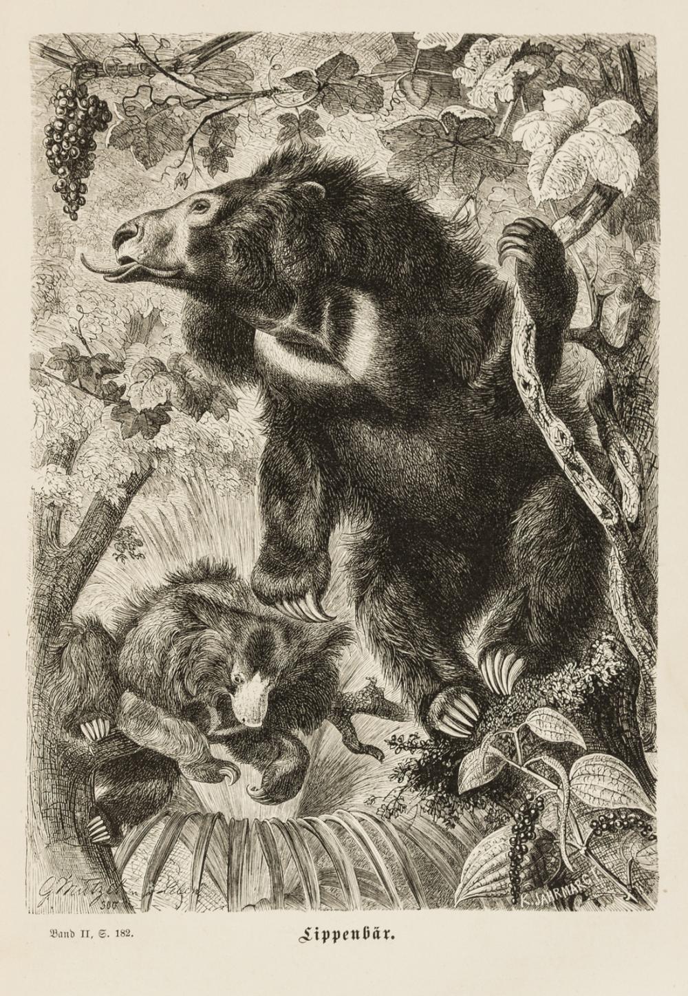 Eine Illustration eines Lippenbären, der auf seinen Hinterbeinen in der Nähe einer Weinrebe mit Trauben steht, während ein Junges in der Nähe auf dem Boden liegt. Die Szene ist von Laub umgeben und mit Lippenbär beschriftet.