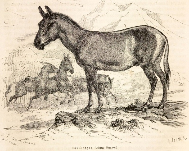 Eine Schwarz-Weiß-Illustration von vier Wildeseln (Onagern) in einer natürlichen Landschaft, wobei einer im Vordergrund steht und drei im Hintergrund laufen; in der Ferne sind Berge zu sehen.