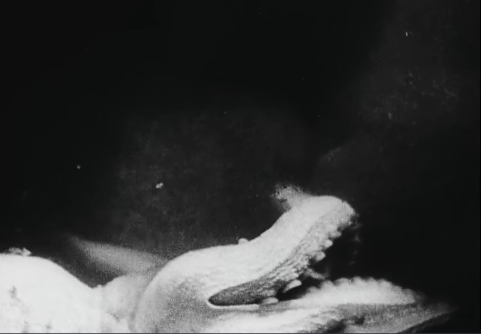 Ein schwarz-weißes Unterwasserfoto zeigt die geöffneten Kiefer und Tentakel eines Tiefseekraken oder Tintenfisches, beleuchtet vor einem dunklen Hintergrund.