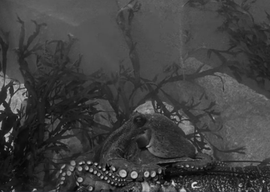 Ein großer Oktopus ruht auf Felsen unter Wasser, umgeben von Seegras. Die Szene ist in Schwarz-Weiß gehalten und bietet einen stimmungsvollen Blick auf die Meeresumgebung.