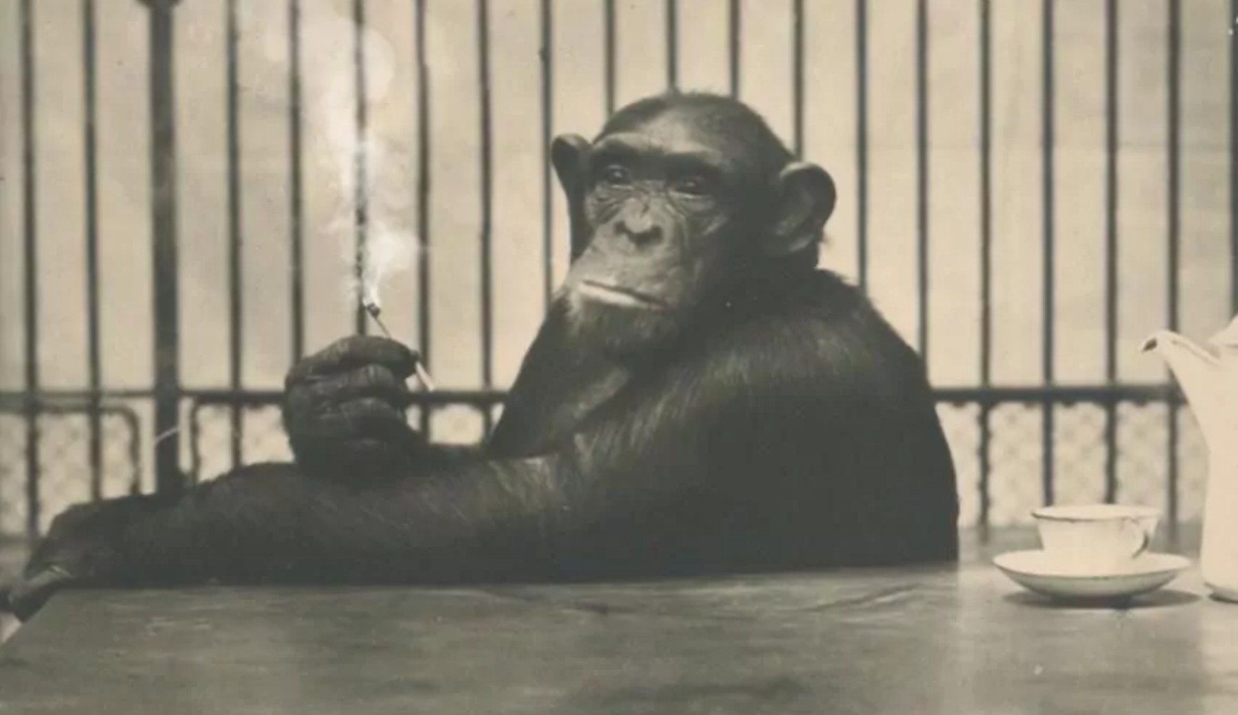 Ein Schimpanse sitzt mit einer Zigarette in der Hand an einem Tisch, vor dem eine Teetasse, eine Untertasse und eine Teekanne stehen. Im Hintergrund sind Metallstäbe zu sehen, die auf einen Käfig oder ein Gehege hindeuten.