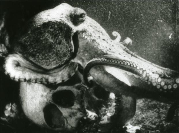 Ein Schwarz-Weiß-Bild eines Oktopus, der auf oder in der Nähe eines menschlichen Schädels unter Wasser ruht, wobei sich die Tentakel des Oktopus teilweise um den Schädel wickeln.