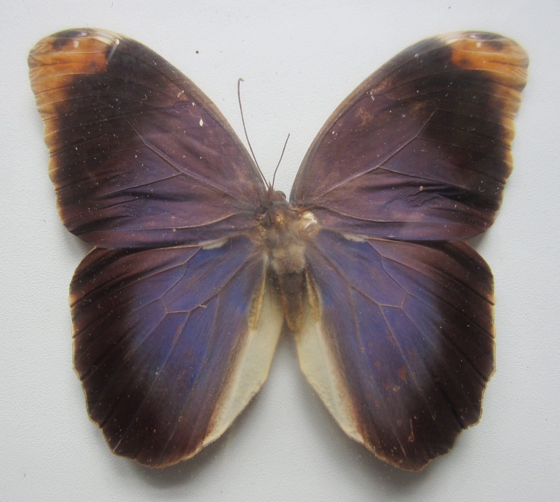 Ein Schmetterling mit braunen und dunkelvioletten Flügeln, die an den oberen Ecken orangefarbene Spitzen und an den unteren Rändern weiße Flecken aufweisen, dargestellt vor einem schlichten weißen Hintergrund.