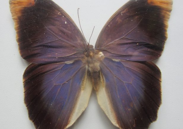 Ein Schmetterling mit braunen und dunkelvioletten Flügeln, die an den oberen Ecken orangefarbene Spitzen und an den unteren Rändern weiße Flecken aufweisen, dargestellt vor einem schlichten weißen Hintergrund.